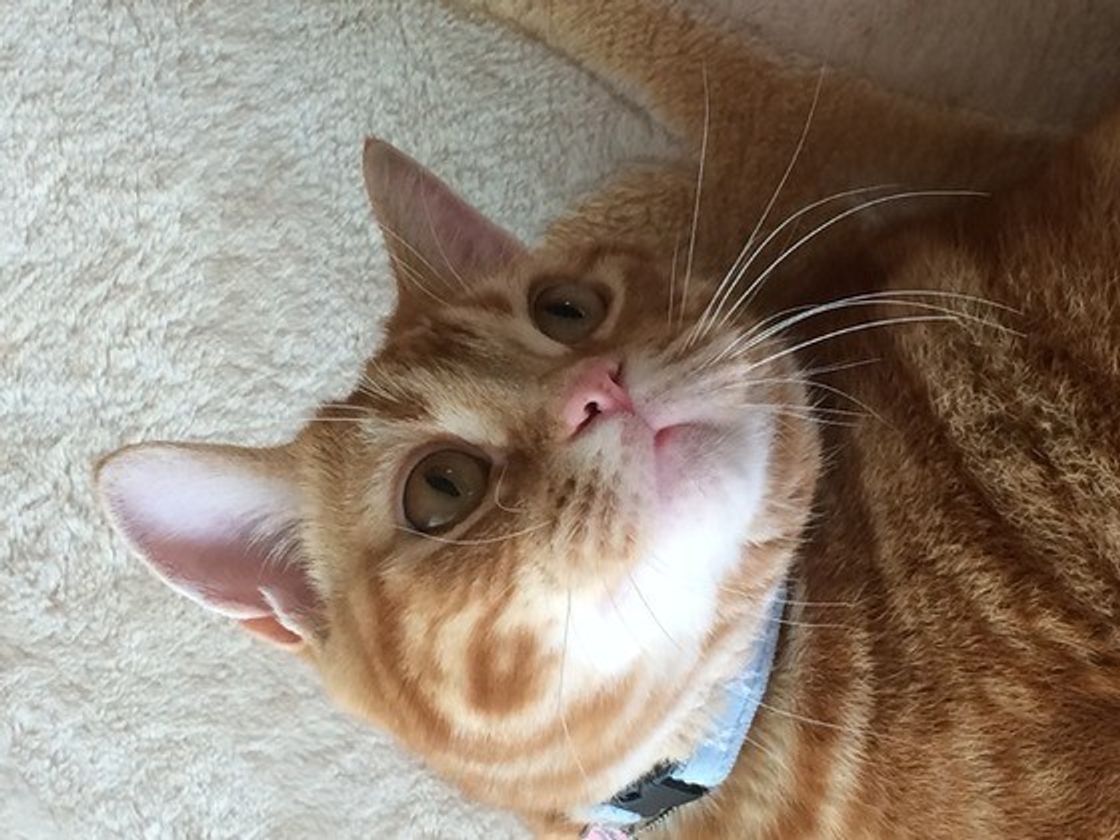 診断付き あなたの愛猫は ホスト ホステス 系猫 際立った特徴とは ねこのきもちweb Magazine 診断付き あなたの愛猫は ホスト ホステス 系猫 際立った特徴とは ねこのきもちweb Magazine