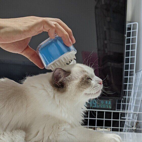 ブラッシング中のくぅちゃん