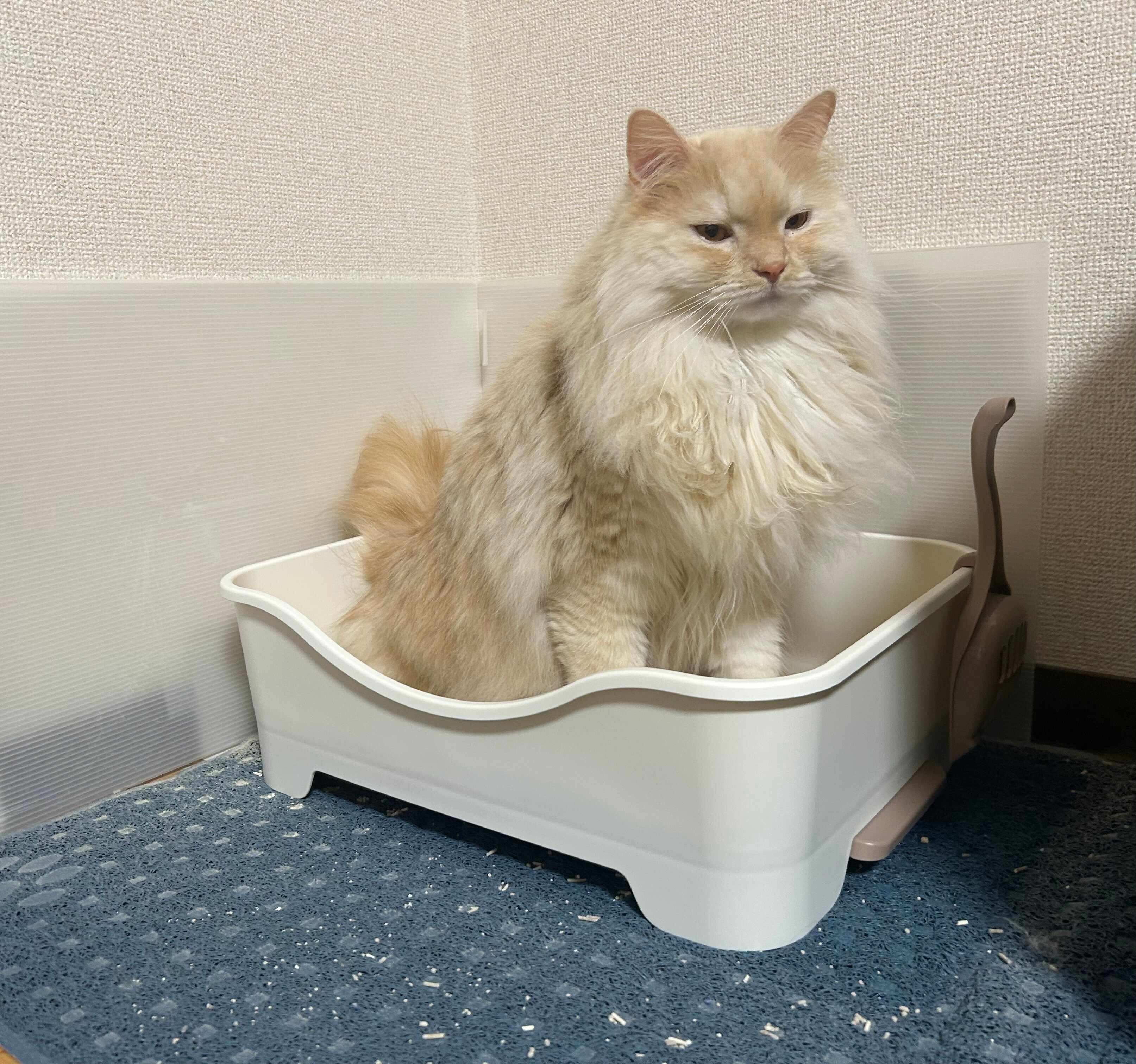 アルくん（オス・2才／サイベリアン）