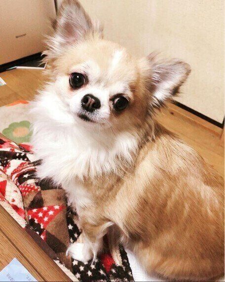 小首を傾げるチワワのモモちゃん