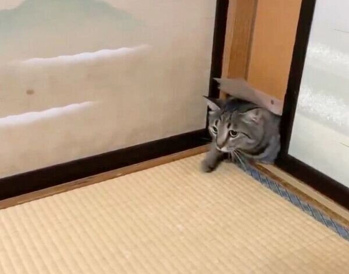 まるで ところてん 扉からドゥルンと出てくる猫のおもしろ可愛い姿がクセになる ねこのきもちweb Magazine まるで ところてん 扉からドゥルンと出てくる猫のおもしろ可愛い姿がクセになる ねこのきもちweb Magazine