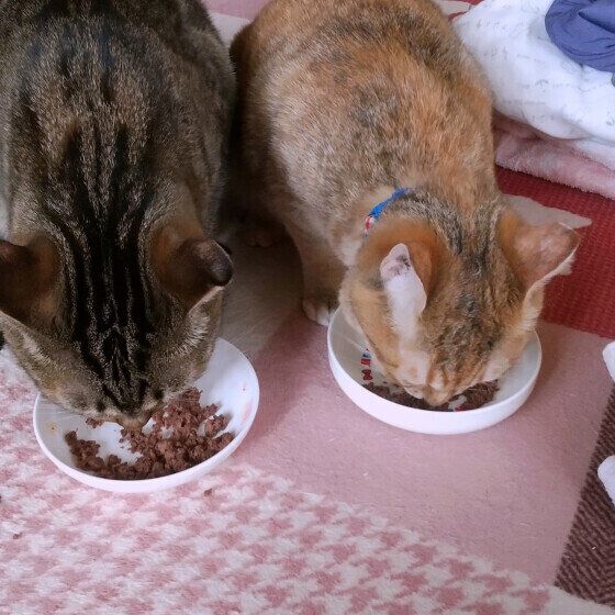 茶トラのモモちゃんたち