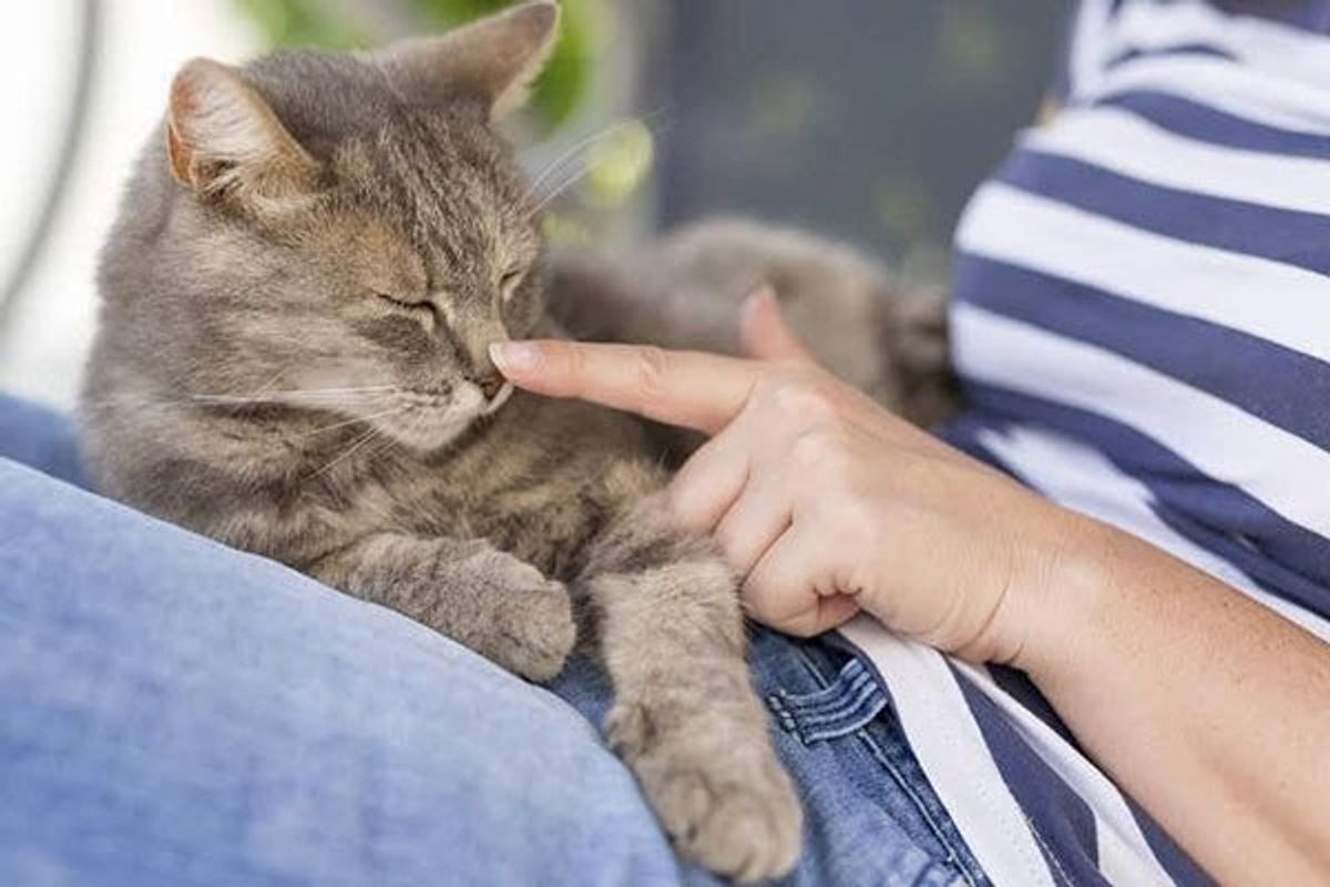 猫のいる家庭で アルコール消毒液 を扱う際の注意点とは ねこのきもちweb Magazine 猫のいる家庭で アルコール消毒液 を扱う際の注意点とは ねこのきもちweb Magazine