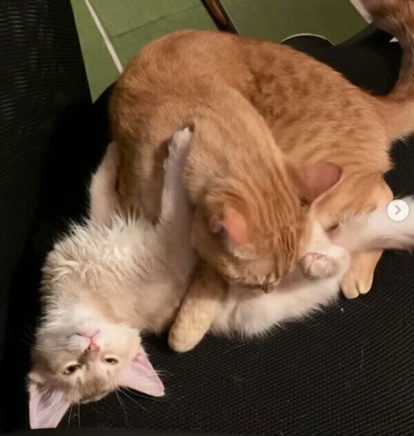 テクくんを寝かしつける先住猫・サクくん