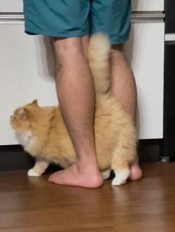 パパの足の間を通っておねだり中のぽくん