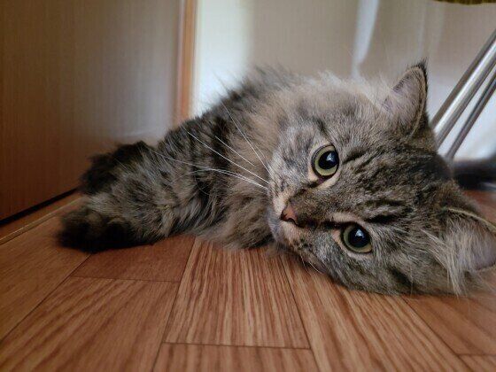 見つめるマンチカン