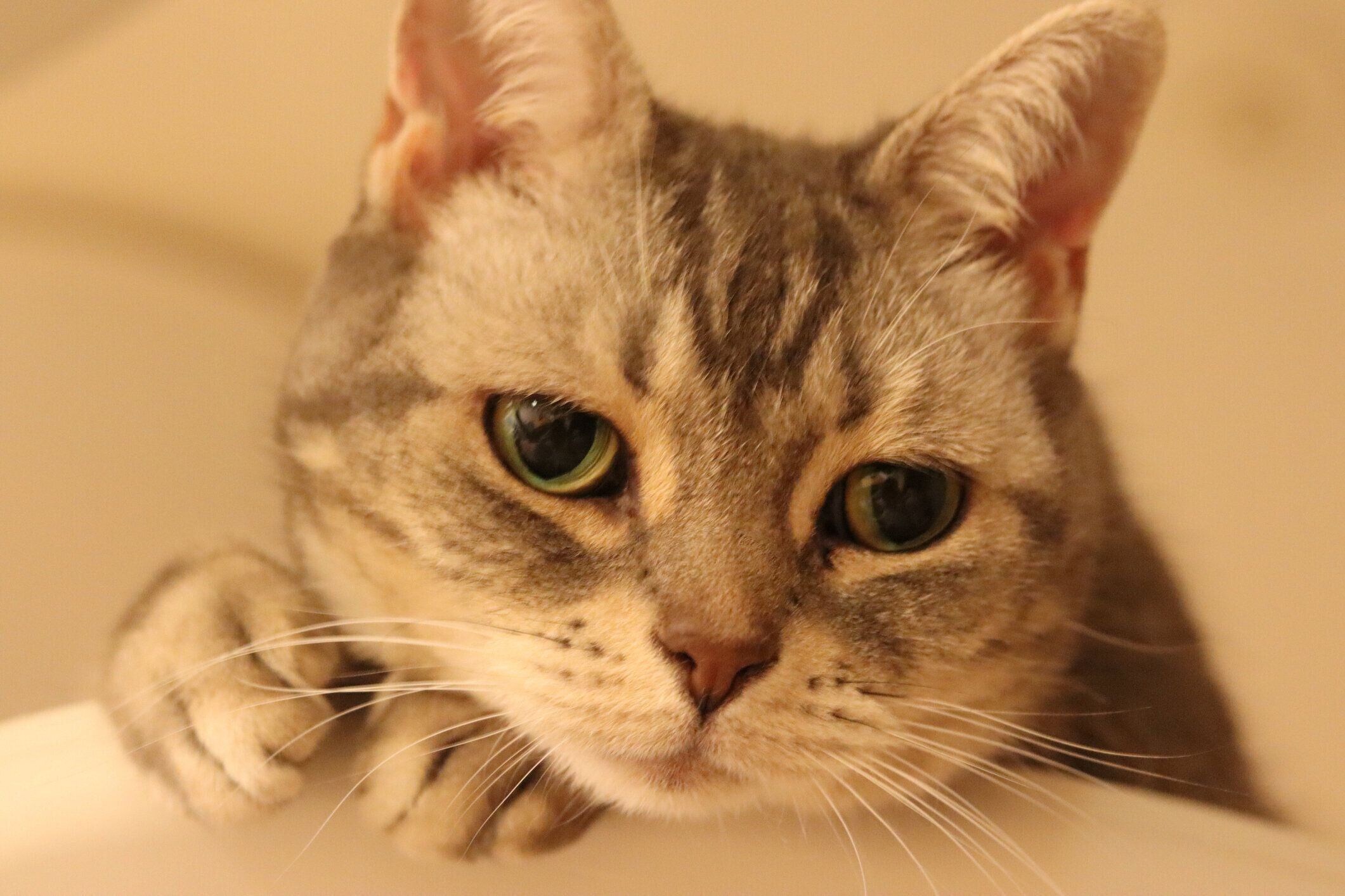 前足にあごを乗せ、アンニュイな表情の猫