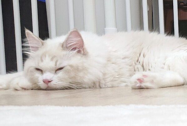子猫時代のしろくん