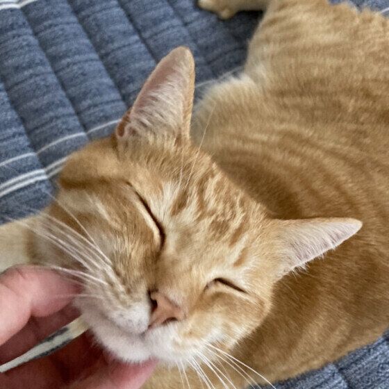 のどをゴロゴロ鳴らす茶トラ猫