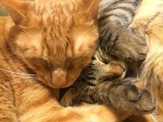くっついて眠る2匹の猫