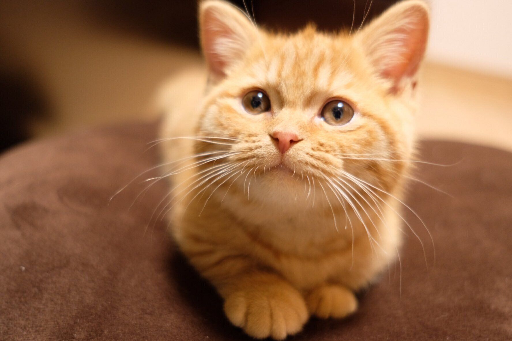 ぬいぐるみから抱き枕に！？ ミヌエット子猫の成長ビフォーアフターが