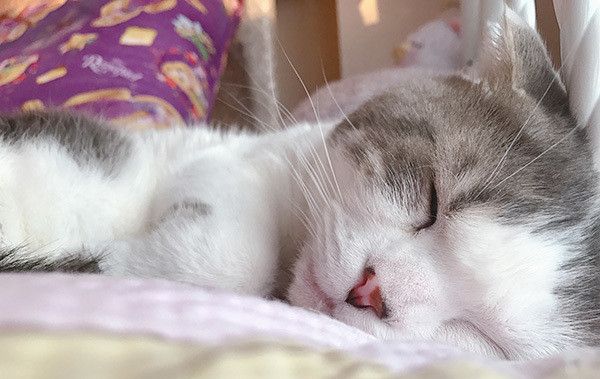 眠るスコティッシュフォールド