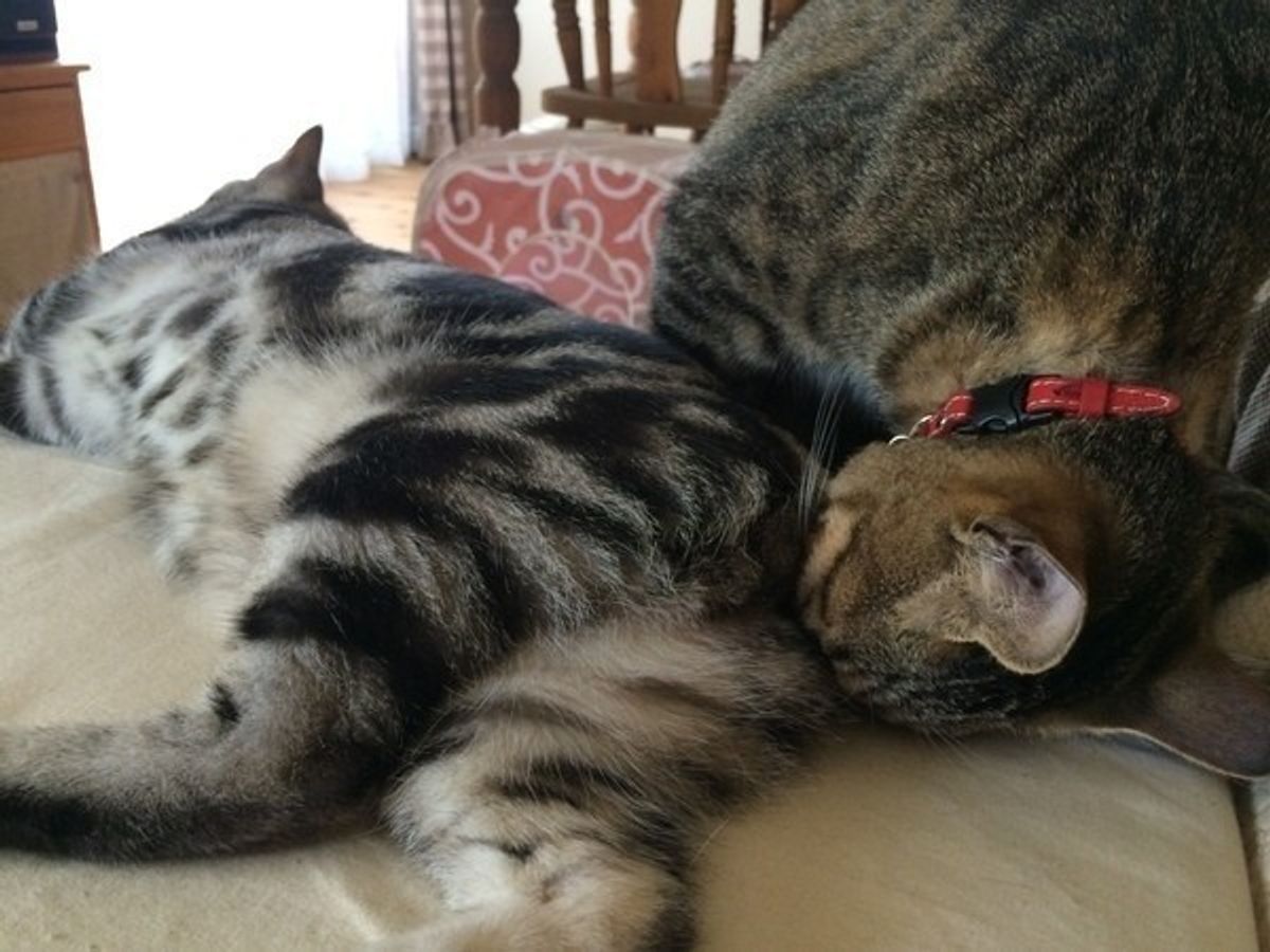 猫のよくする行動に注目 ニオイを嗅ぐ くんくん 行動の謎 ねこのきもちweb Magazine 猫のよくする行動に注目 ニオイを嗅ぐ くんくん 行動の謎 ねこのきもちweb Magazine