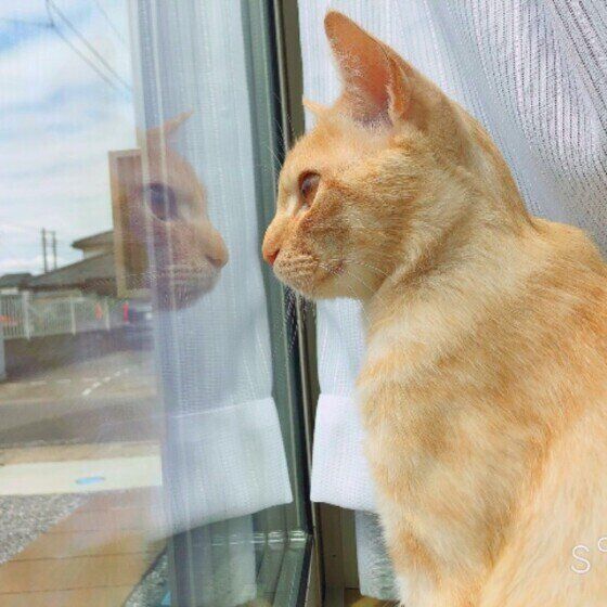 外を見つめる猫