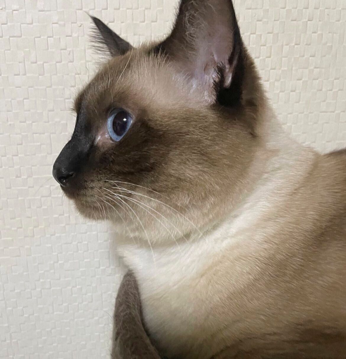 瞳が美しいこじろーくん