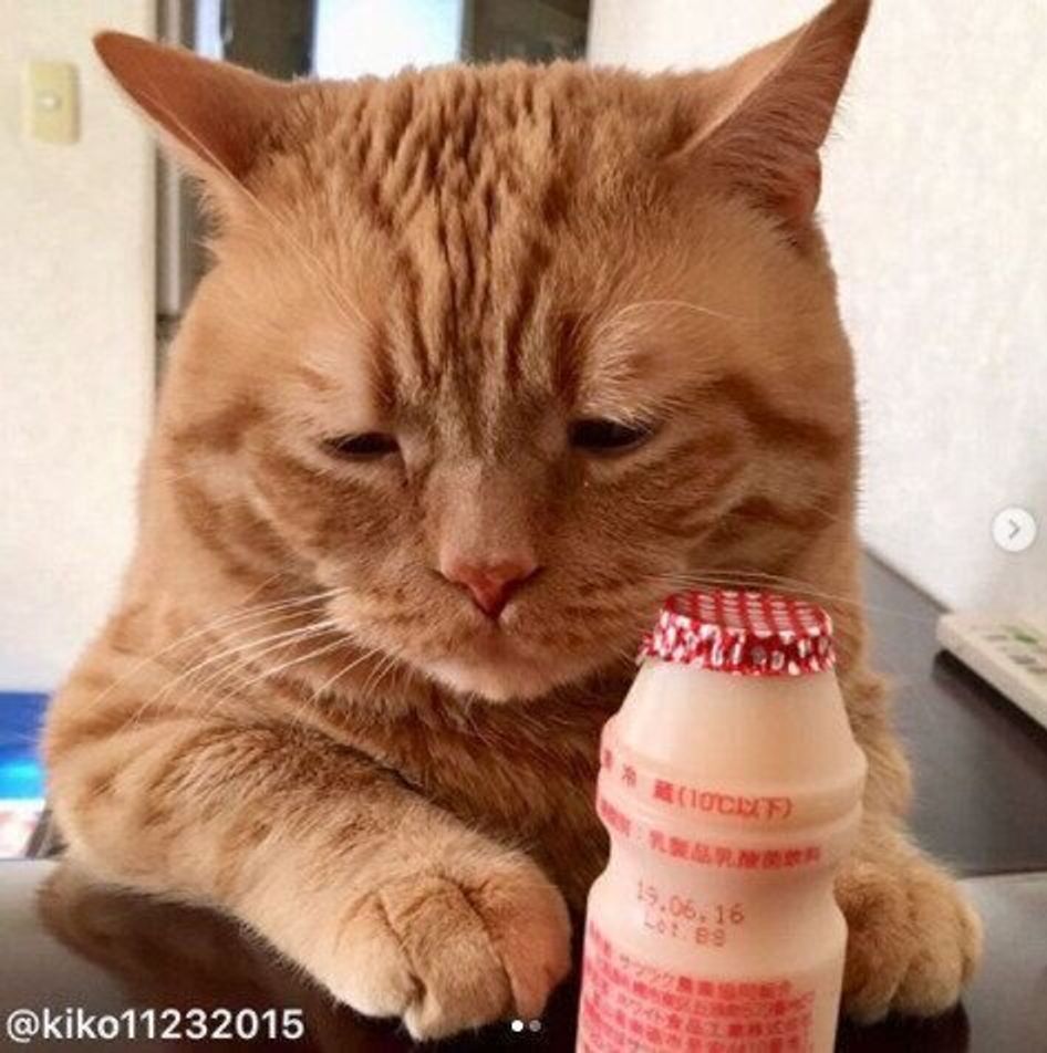 癒やされる人続出 かわいい 困り顔 が話題の猫 アランくん ねこのきもちweb Magazine 癒やされる人続出 かわいい 困り顔 が話題の猫 アランくん ねこのきもちweb Magazine