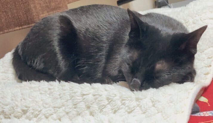 安心してスヤスヤと眠るジジちゃん。