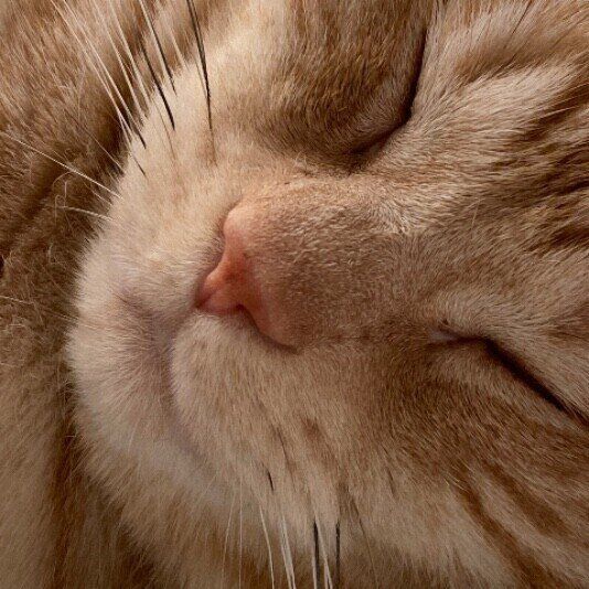 眠るアメリカンショートヘア