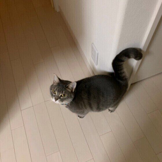 見つめるスコティッシュフォールド