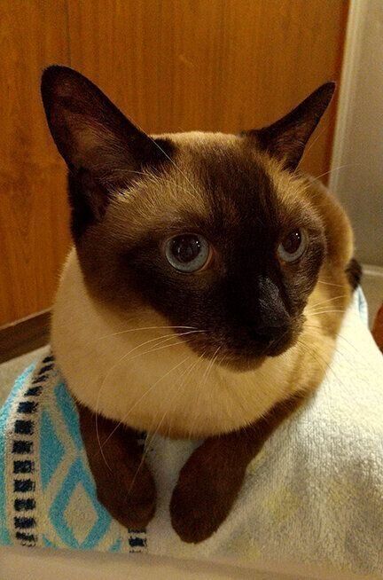 かんたろうの耳