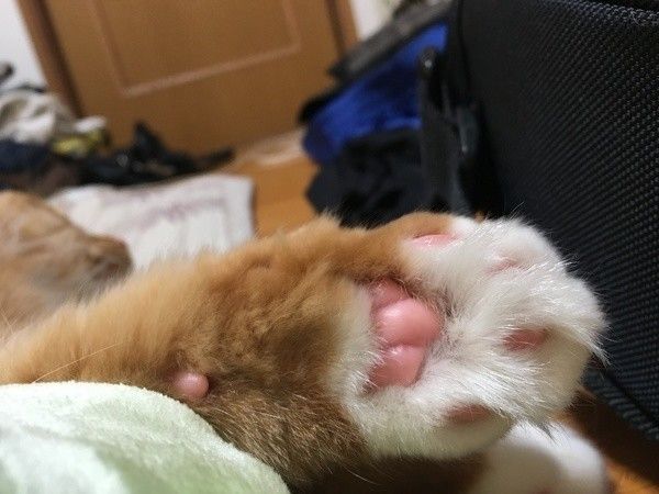 メインクーンの前足の肉球