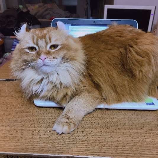 パソコンの上に乗るアメリカンカール