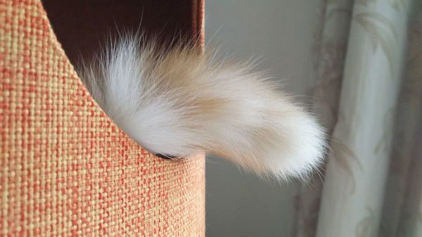 猫のしっぽ