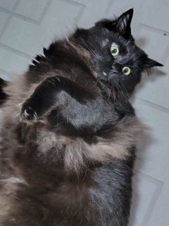 “ヘソ天”して寝転ぶ猫