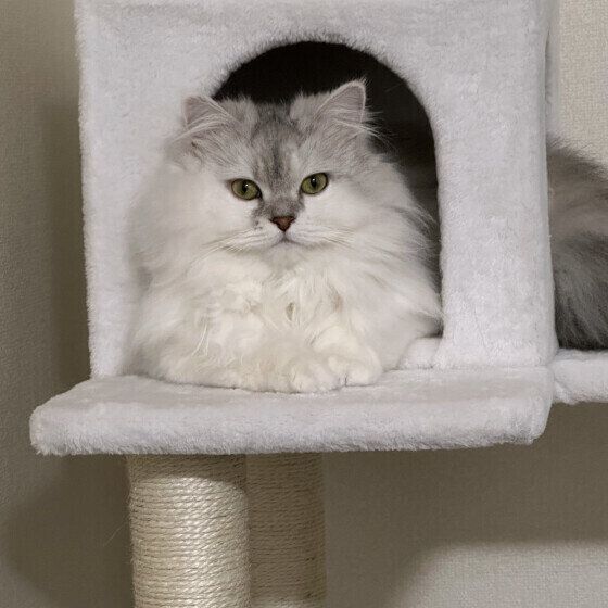 ラガマフィンのここちゃん