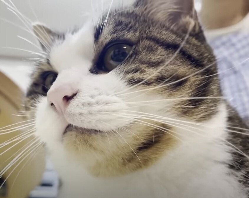 ブラッシング好きな猫