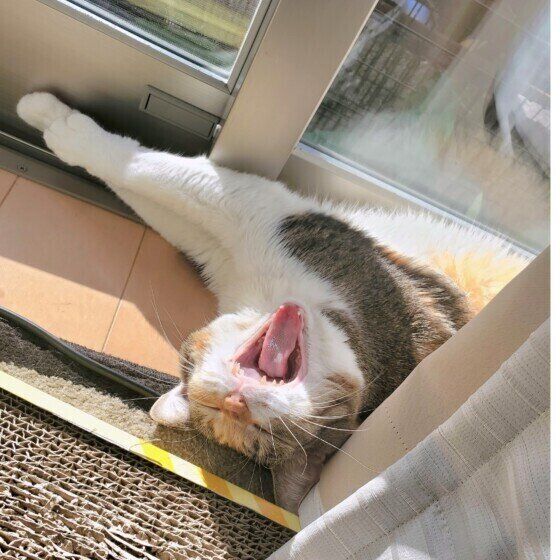 Mix（ミケ）のまといちゃん♪