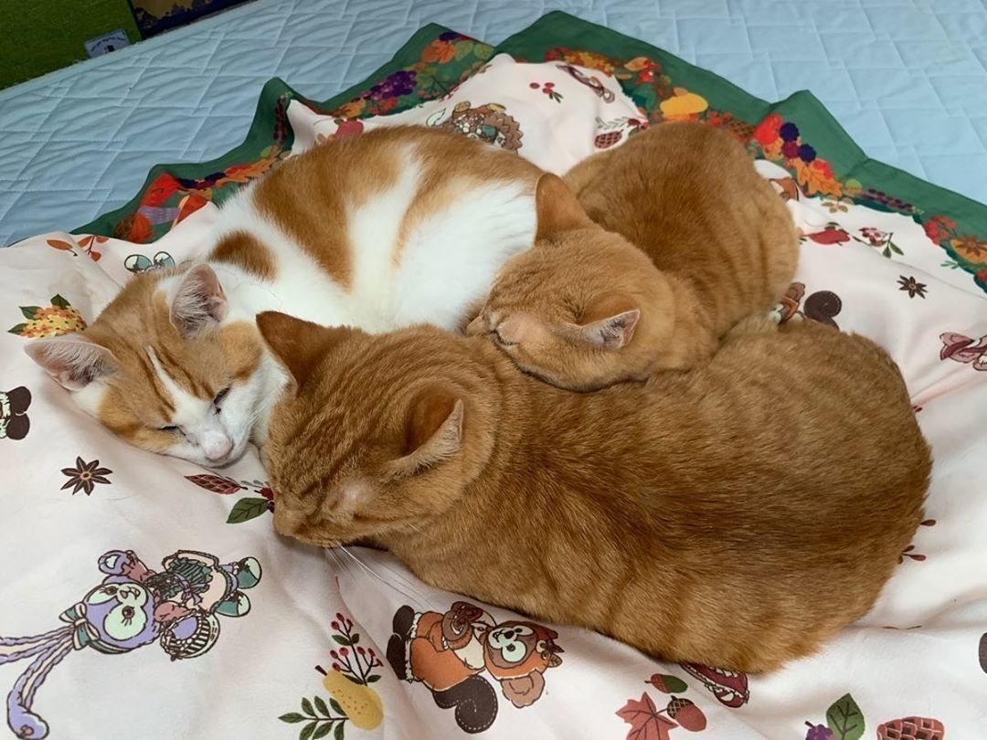 飼い主さんのベッドの上でくっつく3匹の猫
