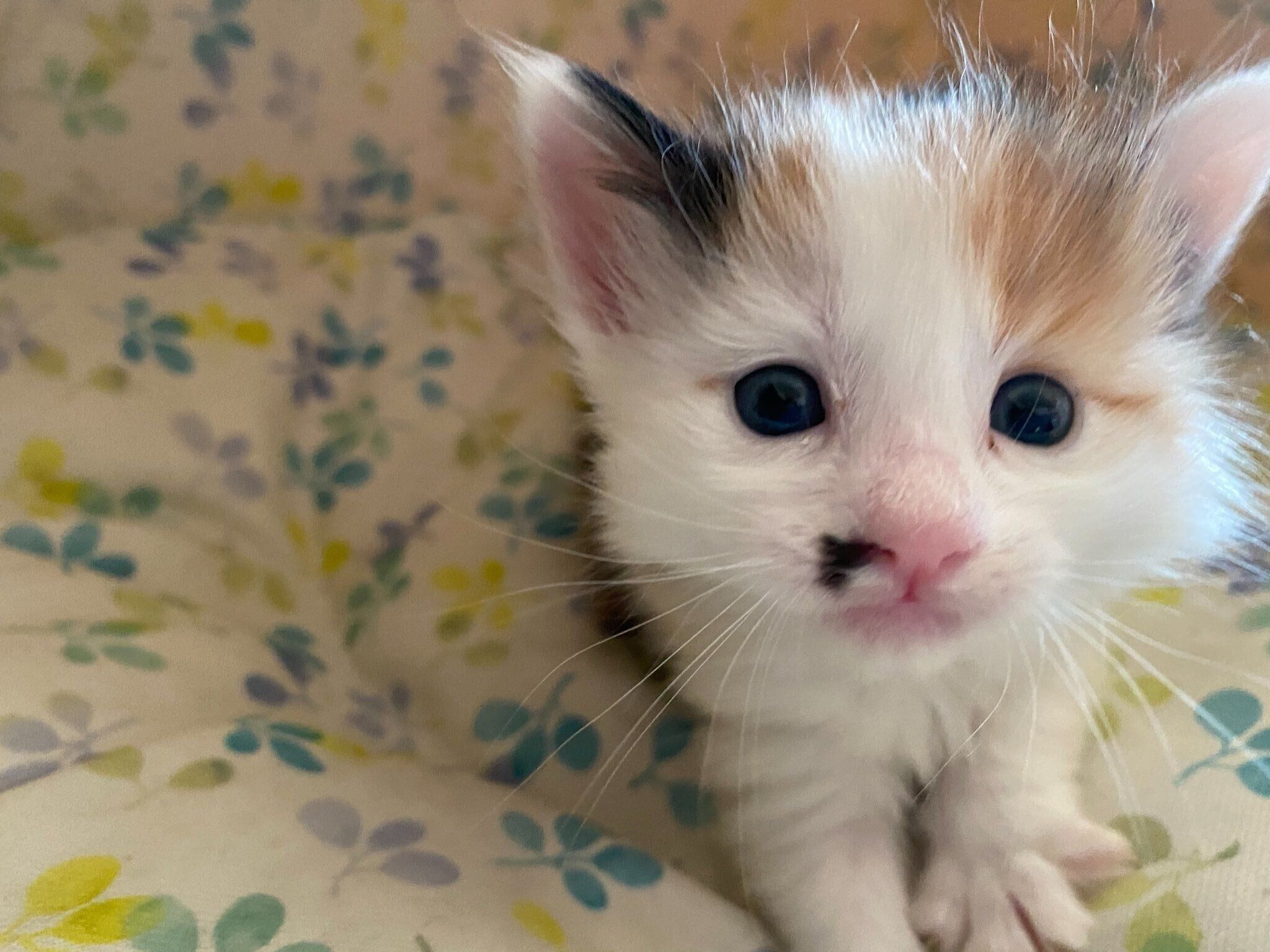 “子猫感満載”のくるみちゃん　たまらなくかわいい