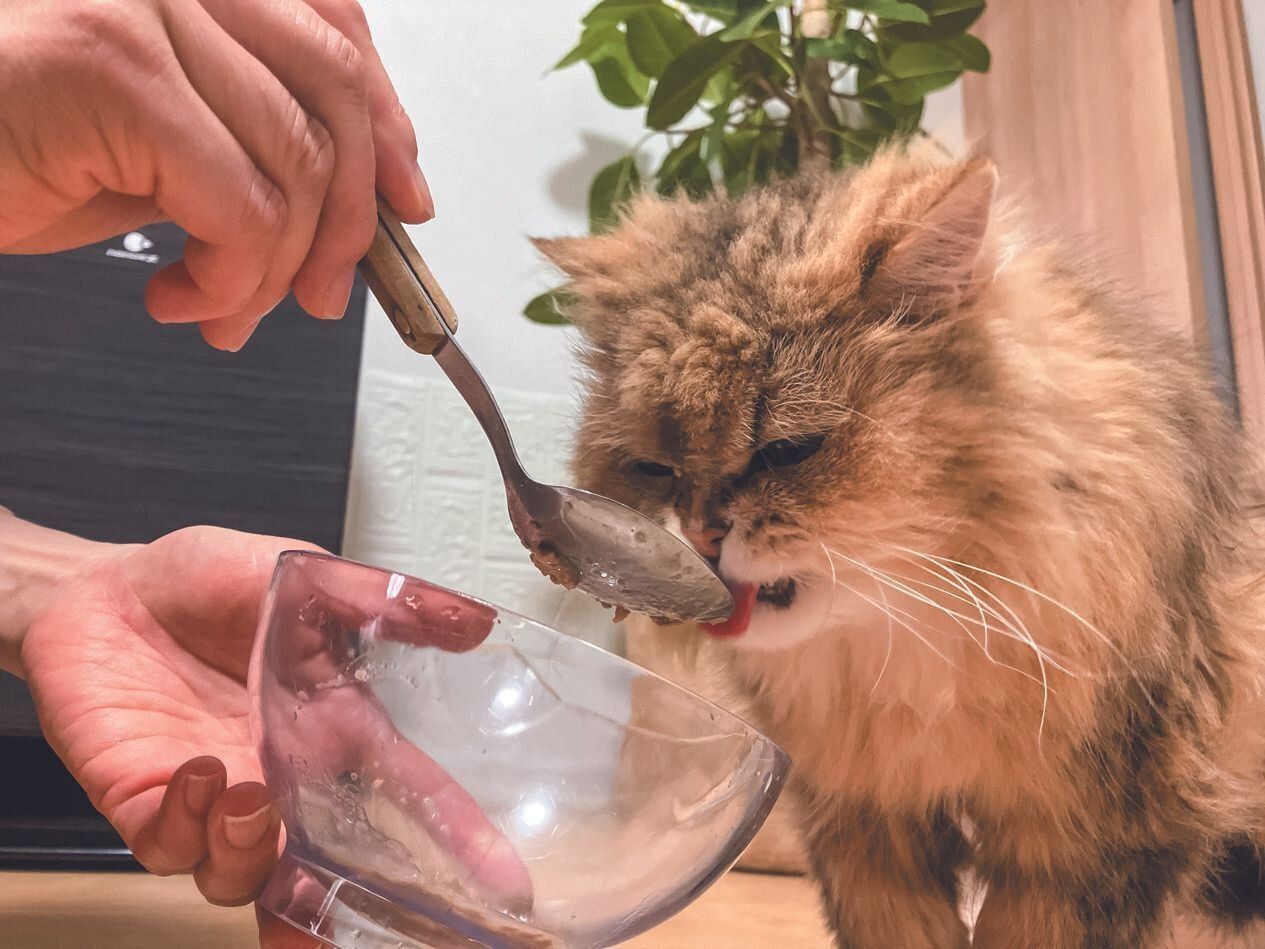 画像／ねこのきもち24年11月号