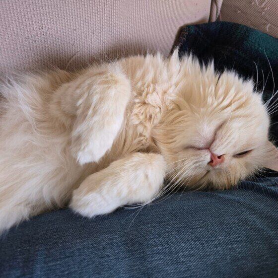 スリスリするサイベリアン