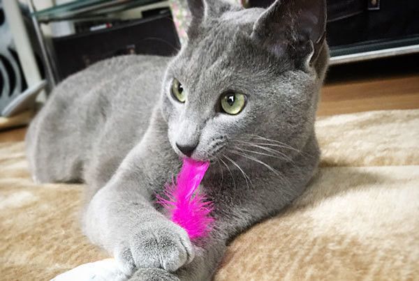 遊ぶロシアンブルー