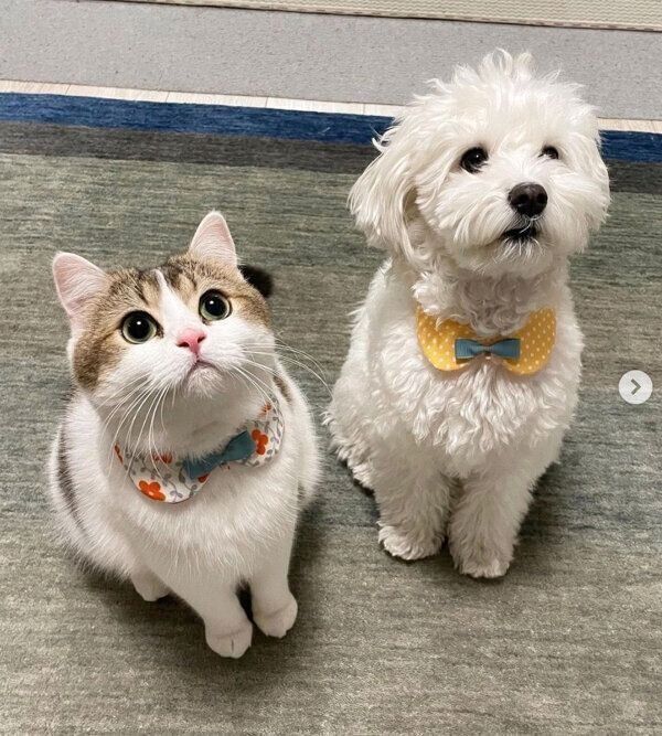 仲良しななぎちゃん、わたまるくん