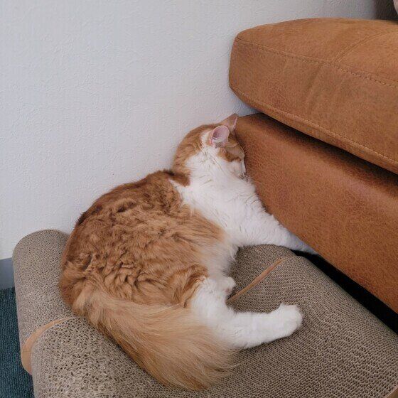 Mix（茶×白）のゆずくん♪