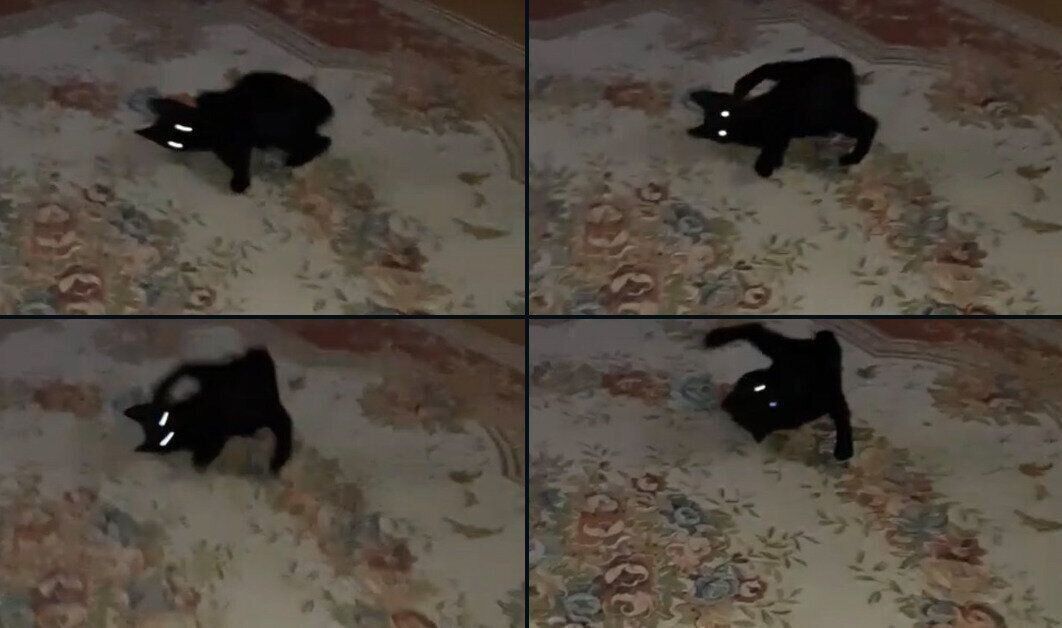 子猫時代のあさりちゃん