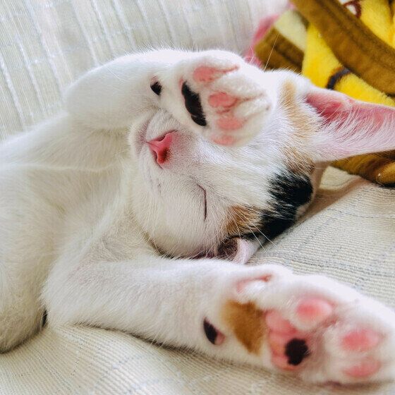 ミケのあんみつちゃん