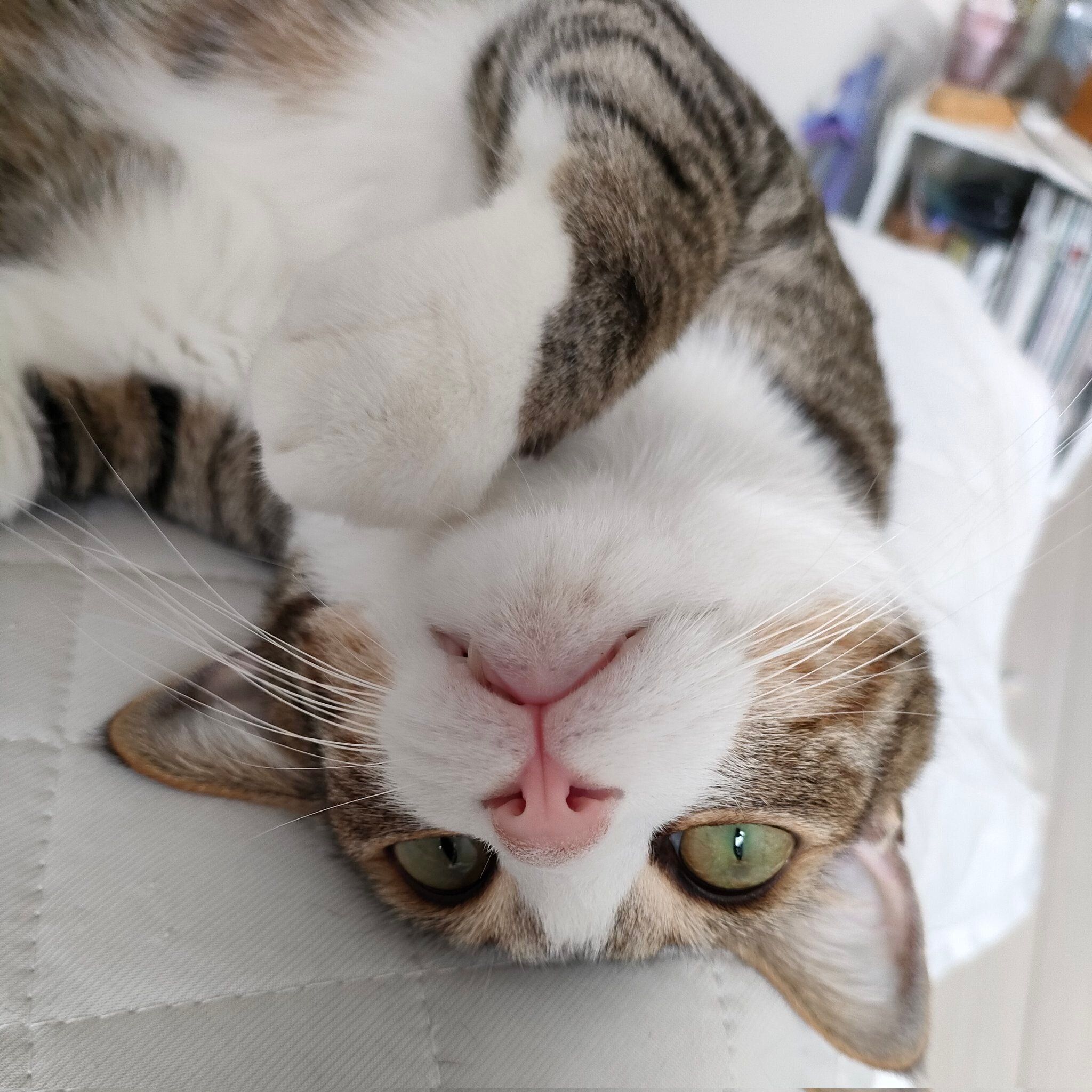 寝転がるウルフくん