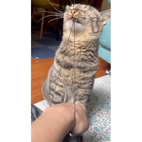 何かを一生懸命引っ張る猫 その正体は 飼い主さんの愛 で成り立つ遊びに爆笑 胸キュン ねこのきもちweb Magazine