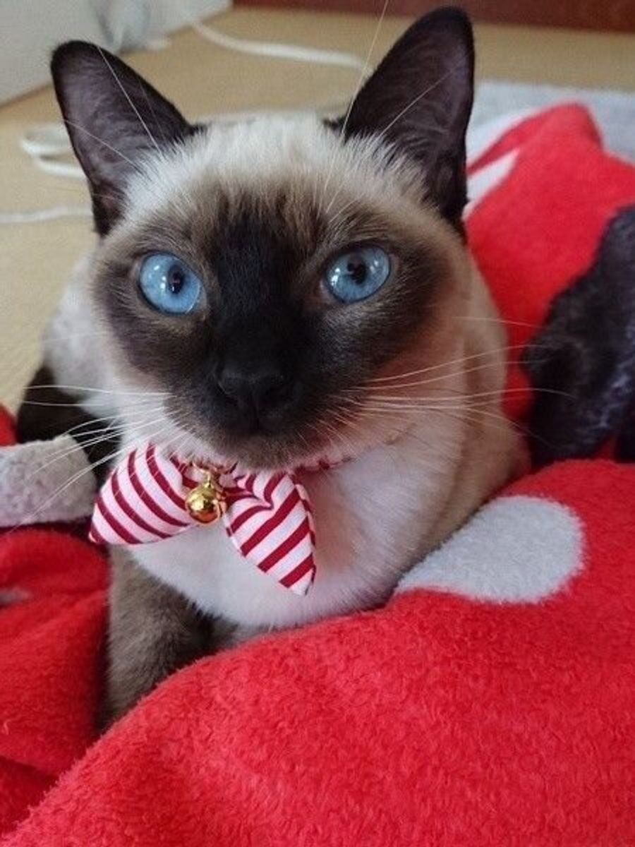 トンキニーズの特徴と飼い方 可愛い画像いっぱい ねこのきもち 猫図鑑 ねこのきもちweb Magazine トンキニーズの特徴と飼い方 可愛い画像いっぱい ねこのきもち 猫図鑑 ねこのきもちweb Magazine