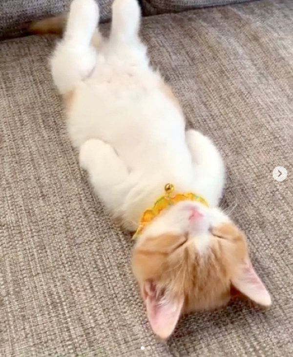 ヘソ天するマンチカン