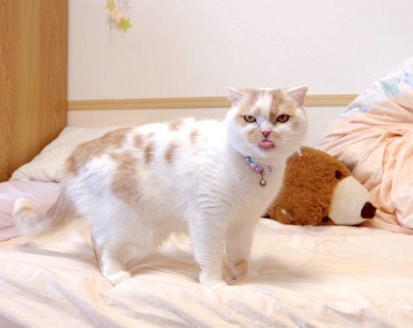 通りすがりに煽ってくるホイちゃん