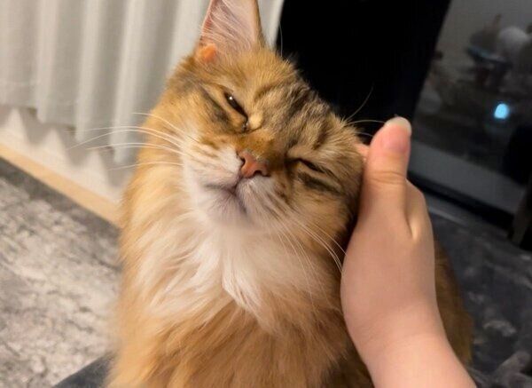 飼い主さんになでなでされるほっちゃん