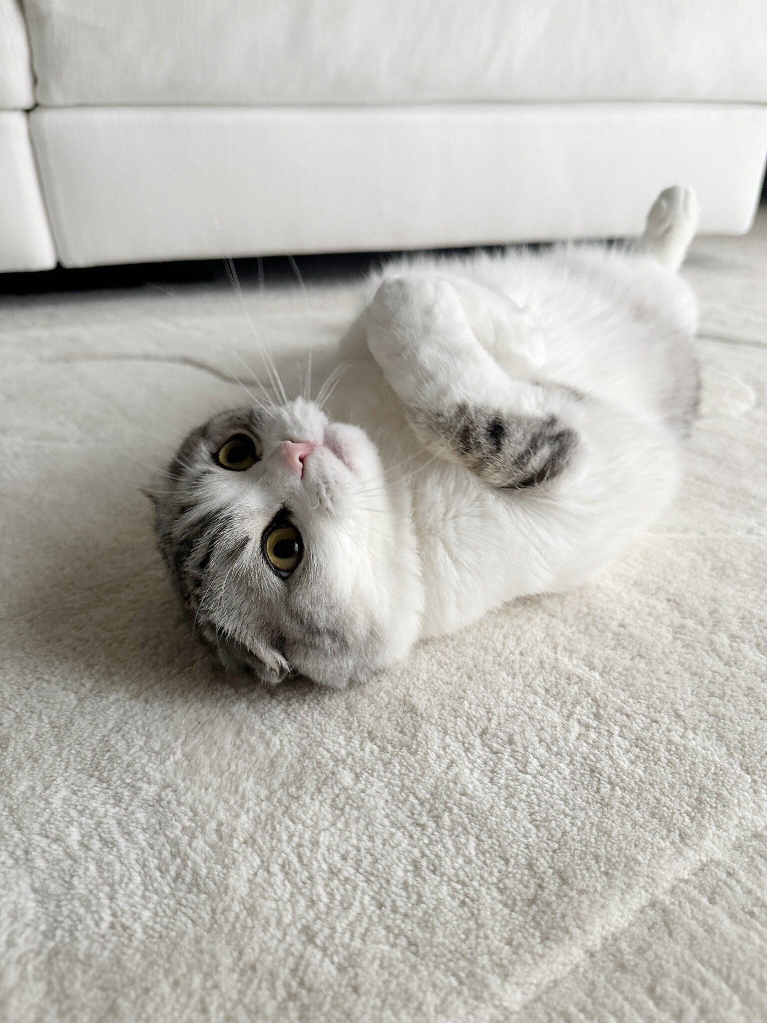 仰向けに寝転ぶスコティッシュフォールド