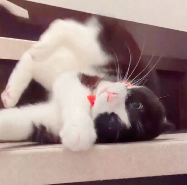 階段をぬるぬると降りるココさん