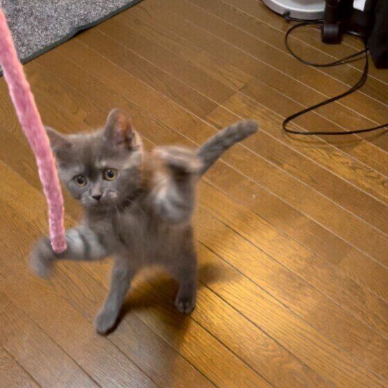 ブリティッシュショートヘアのダニエルくん