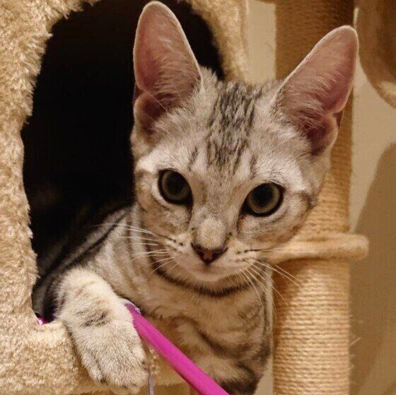 見つめるスコティッシュフォールド